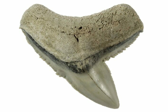 Fossil Tiger Shark (Galeocerdo) Tooth - Aurora, NC #195081